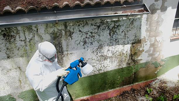 Trusted Black Mold Removal service in East Meadow, NY - Cheap Mold Removal